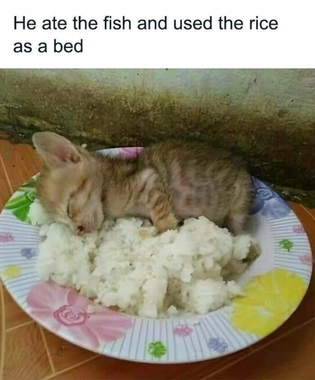 Memes About Food (25 pics)