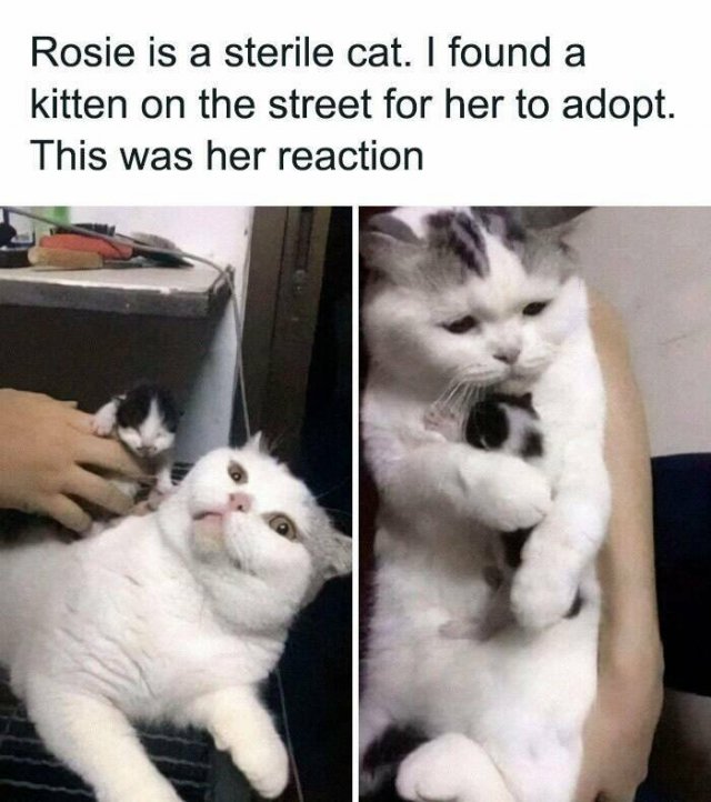 Jokes For Cat Lovers (25 pics)
