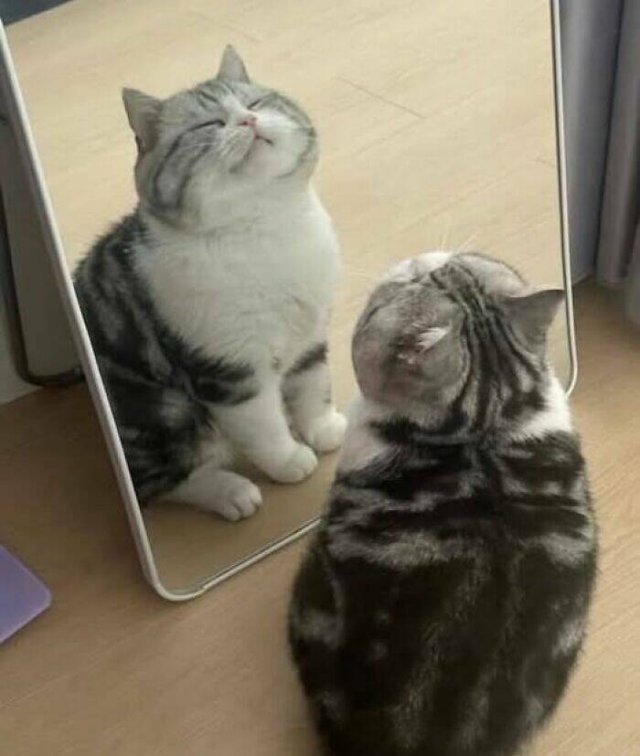 Jokes For Cat Lovers (25 pics)