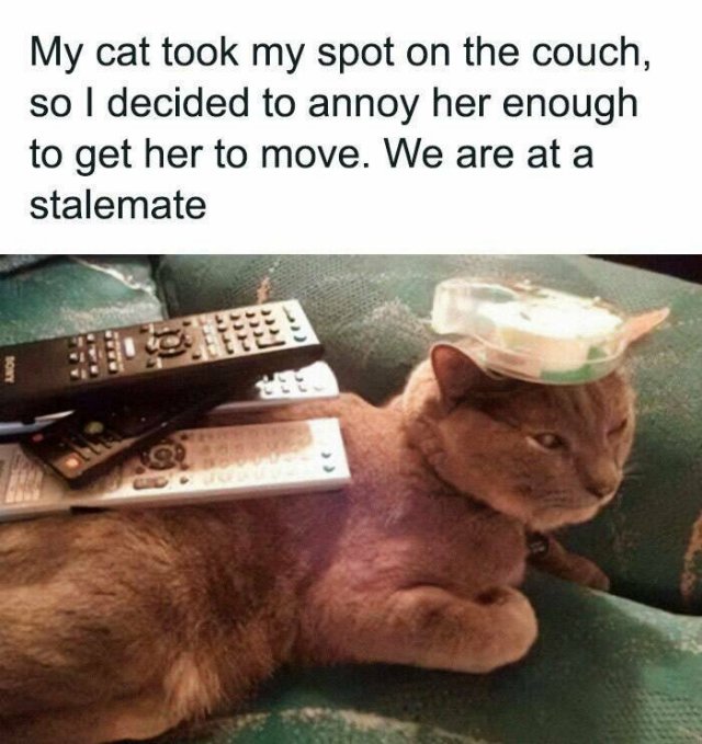 Jokes For Cat Lovers (25 pics)