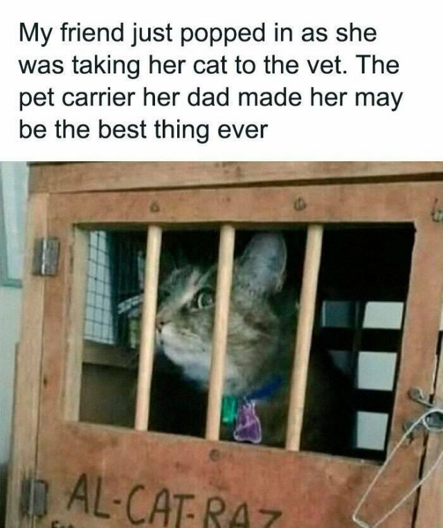 Jokes For Cat Lovers (25 pics)