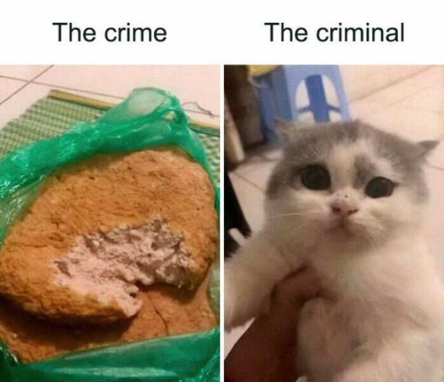 Jokes For Cat Lovers (25 pics)