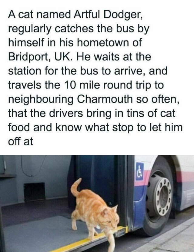 Jokes For Cat Lovers (25 pics)