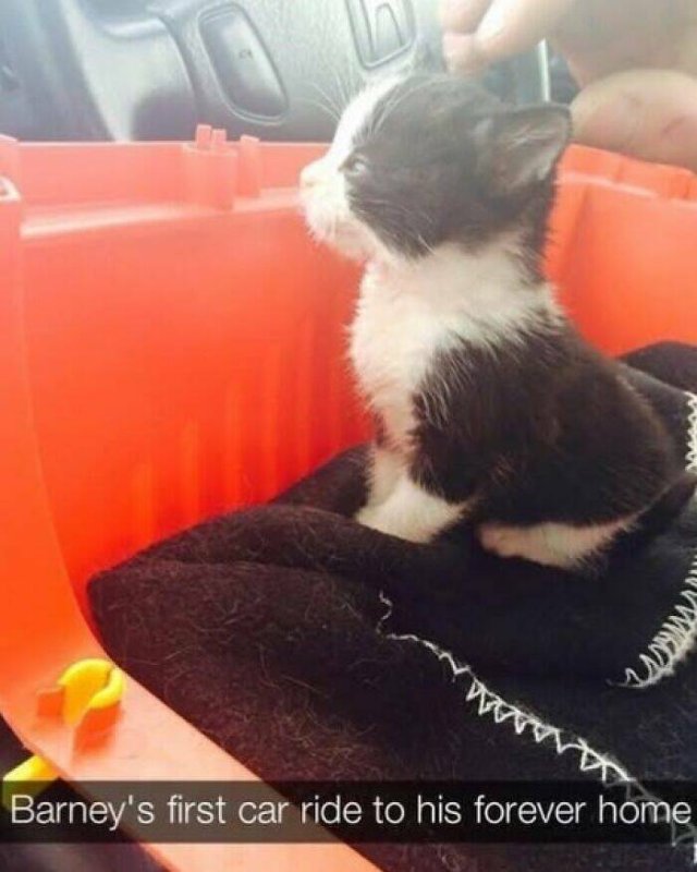 Jokes For Cat Lovers (25 pics)