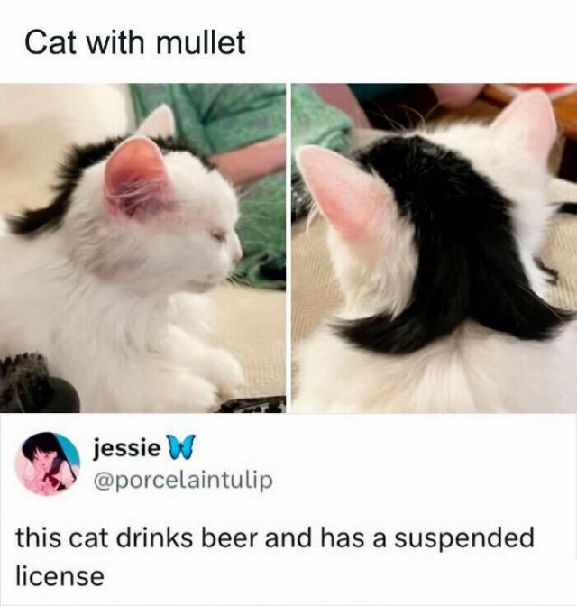 Jokes For Cat Lovers (25 pics)