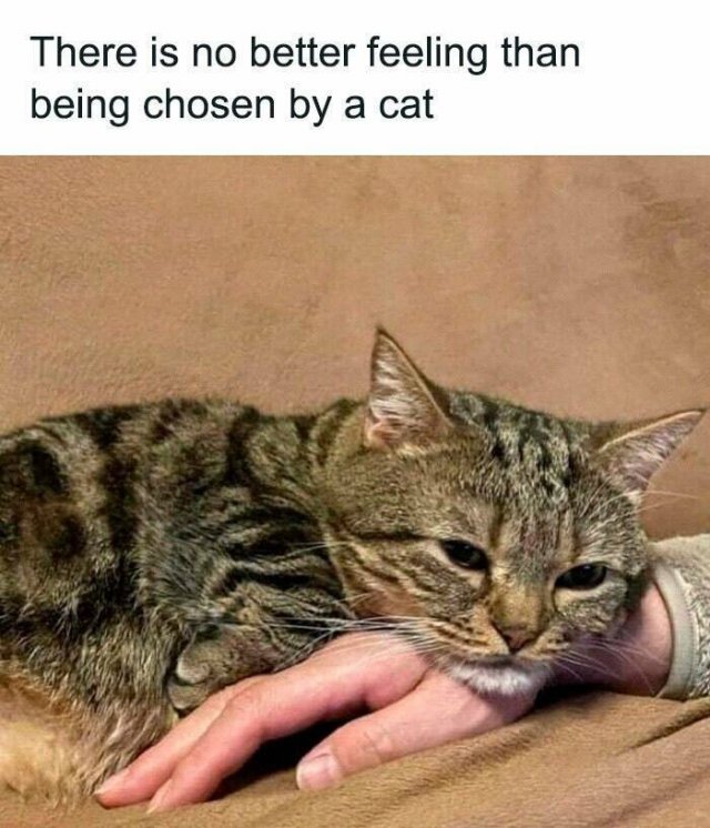 Jokes For Cat Lovers (25 pics)