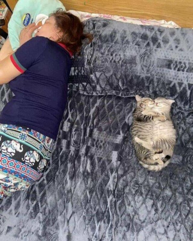 Jokes For Cat Lovers (25 pics)