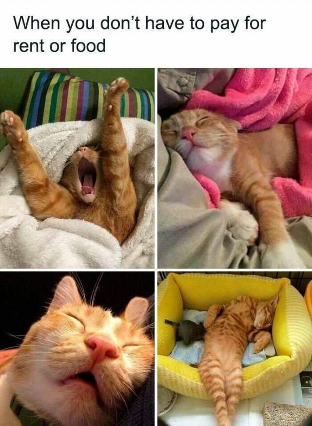 Jokes For Cat Lovers (25 pics)