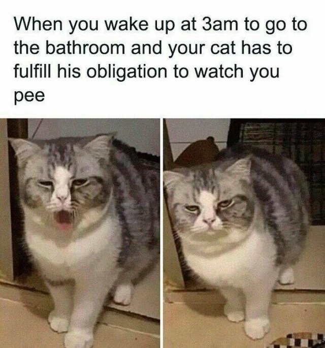 Jokes For Cat Lovers (25 pics)