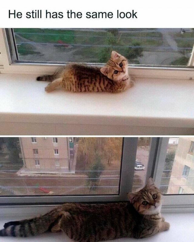 Jokes For Cat Lovers (25 pics)