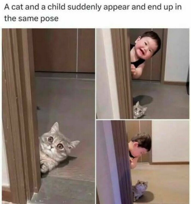 Jokes For Cat Lovers (25 pics)