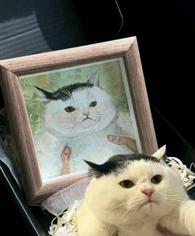Jokes For Cat Lovers (25 pics)