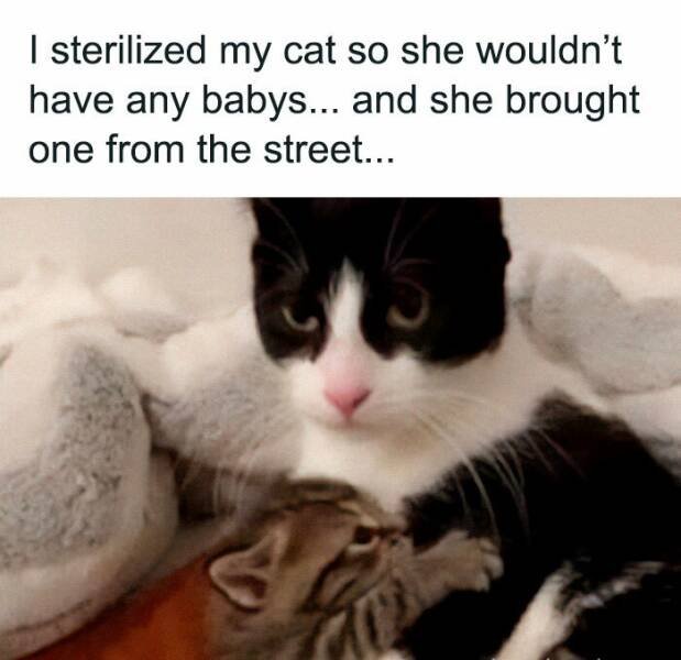 Jokes For Cat Lovers (25 pics)