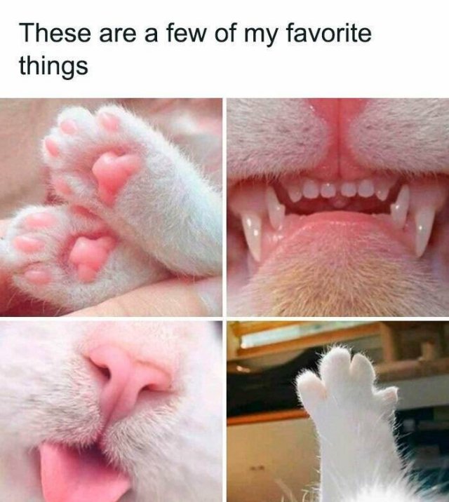Jokes For Cat Lovers (25 pics)