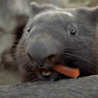 Random Knowledges (15 gifs) Random Knowledges (15 gifs)