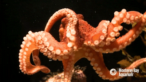 Random Knowledges (15 gifs) Random Knowledges (15 gifs)
