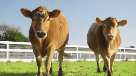 Random Knowledges (15 gifs) Random Knowledges (15 gifs)