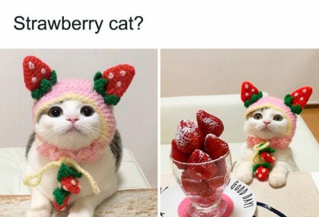 Jokes For Women (22 pics)