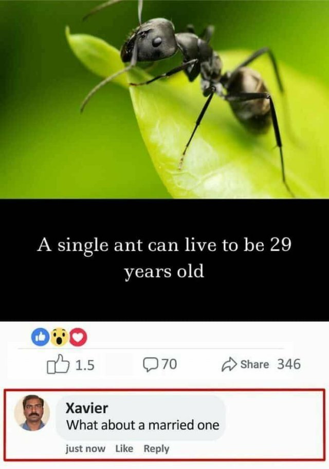 Funny Comments (20 pics)