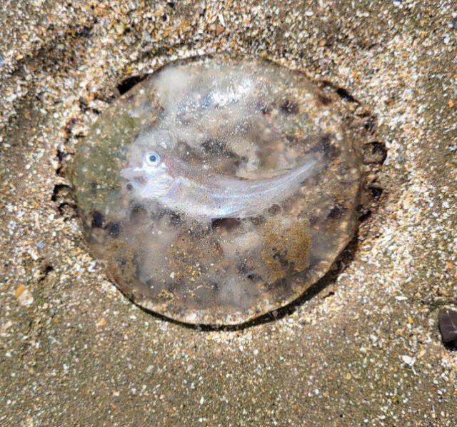 Surprising Finds (14 pics)