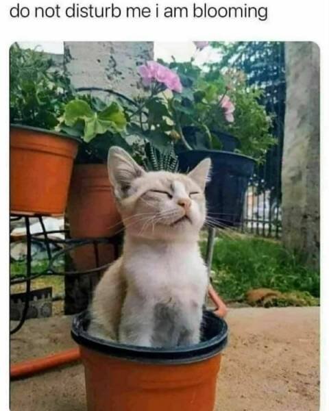 Spring Memes (25 pics)