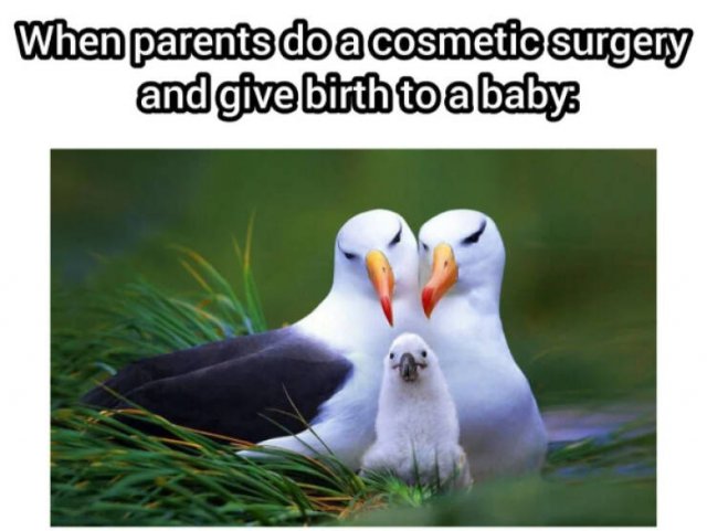 Funny Memes (24 pics)