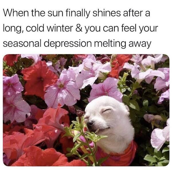 Spring Memes (25 pics)