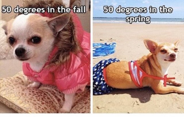 Spring Memes (25 pics)