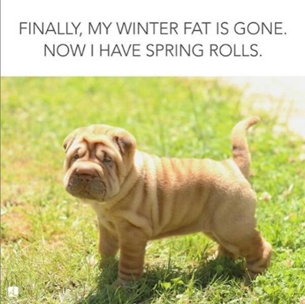 Spring Memes (25 pics)