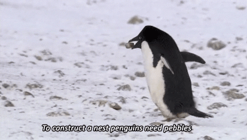 Random Facts (14 gifs) Random Facts (14 gifs)