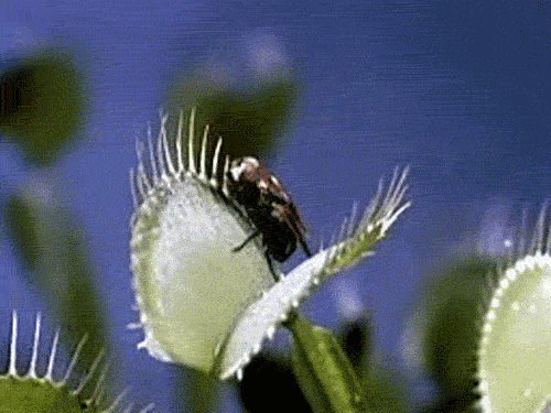 Random Facts (14 gifs) Random Facts (14 gifs)