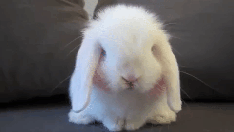 Random Facts (14 gifs) Random Facts (14 gifs)