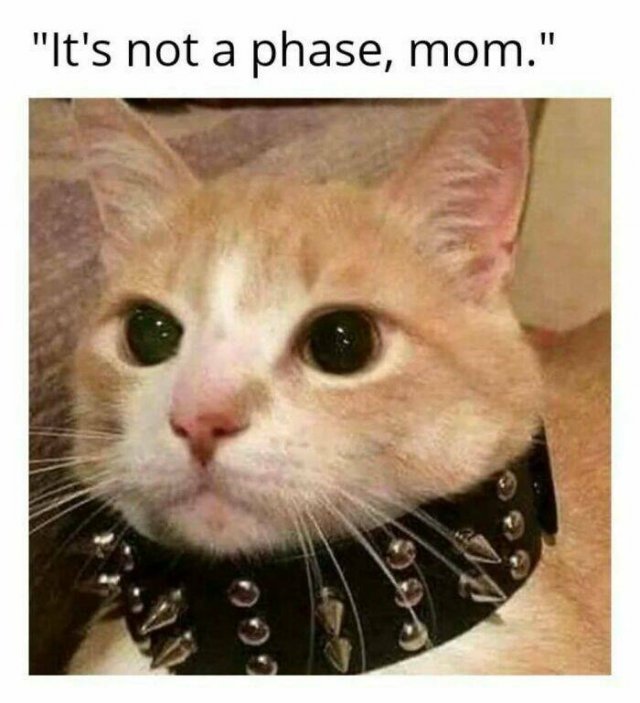 Jokes For Cat Lovers (27 pics)
