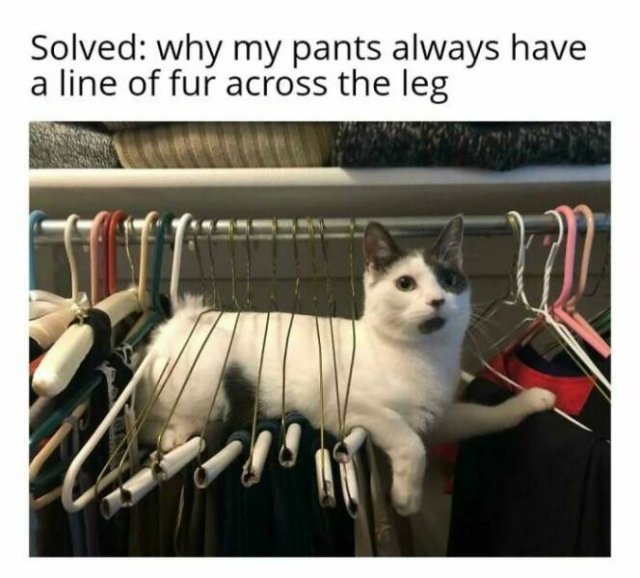 Jokes For Cat Lovers (27 pics)