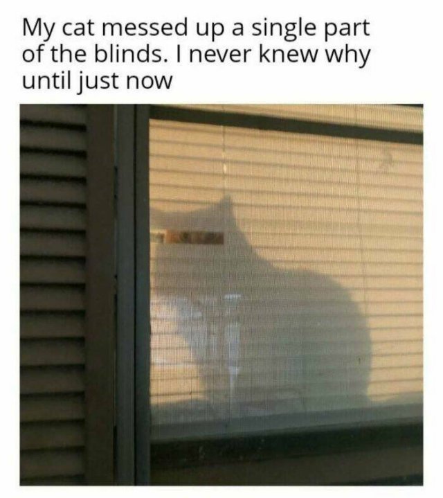Jokes For Cat Lovers (27 pics)