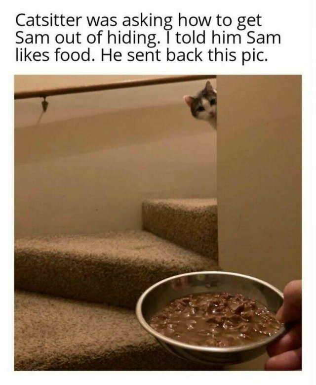 Jokes For Cat Lovers (27 pics)
