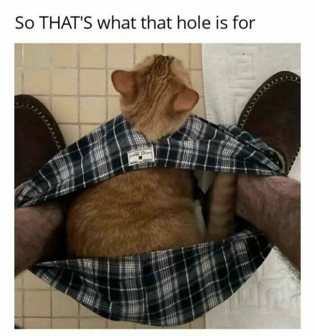 Jokes For Cat Lovers (27 pics)