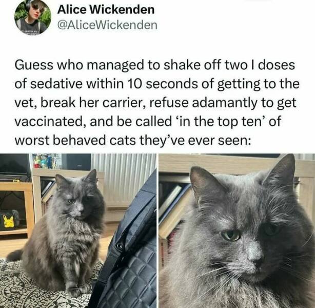 Jokes For Cat Lovers (27 pics)