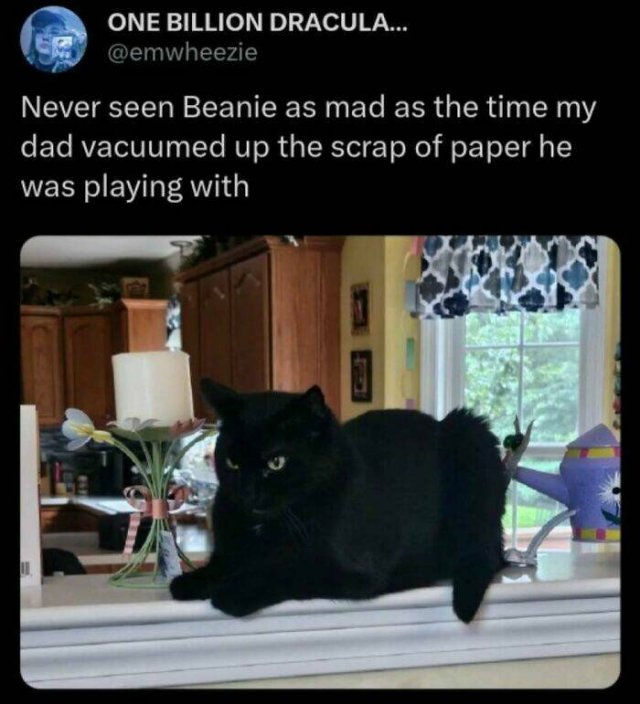 Jokes For Cat Lovers (27 pics)