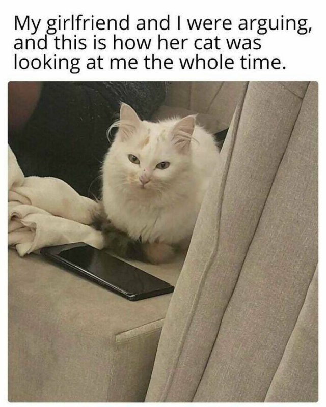 Jokes For Cat Lovers (27 pics)