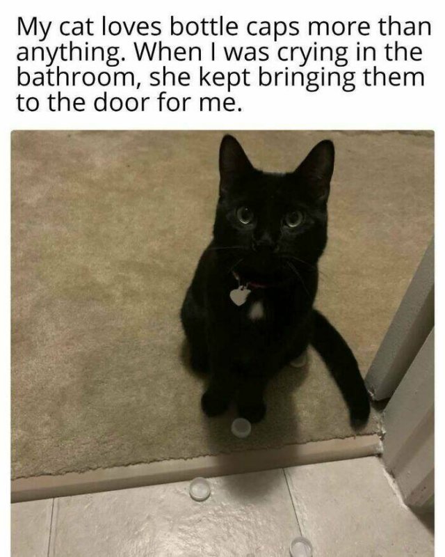 Jokes For Cat Lovers (27 pics)