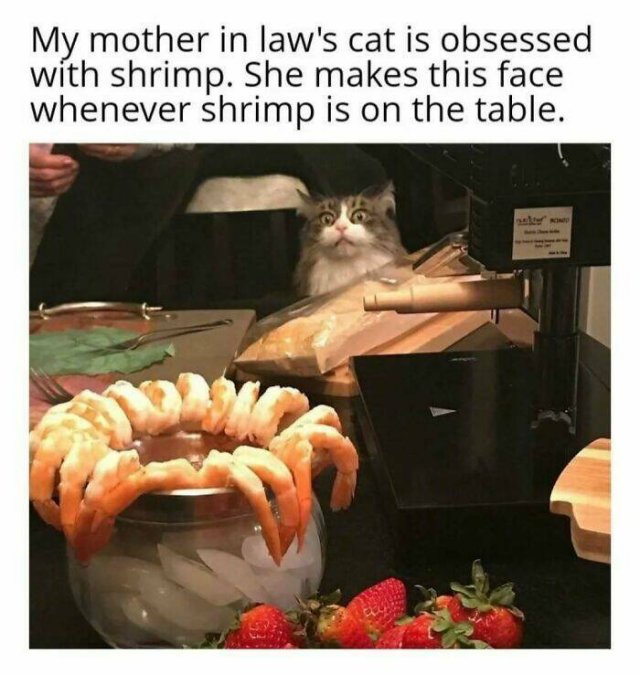 Jokes For Cat Lovers (27 pics)