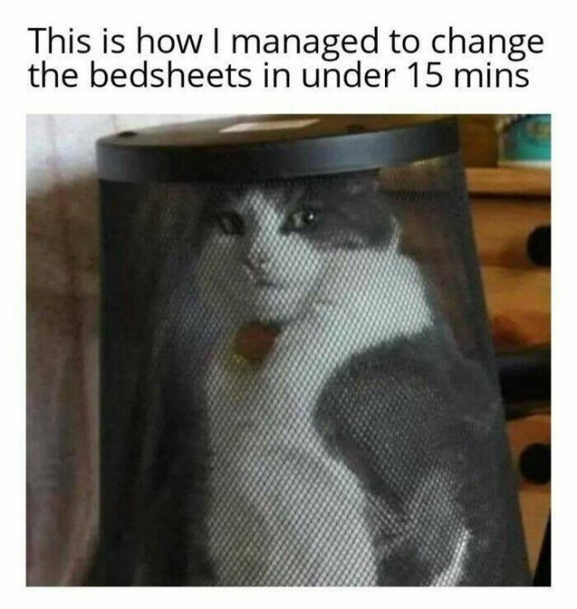 Jokes For Cat Lovers (27 pics)