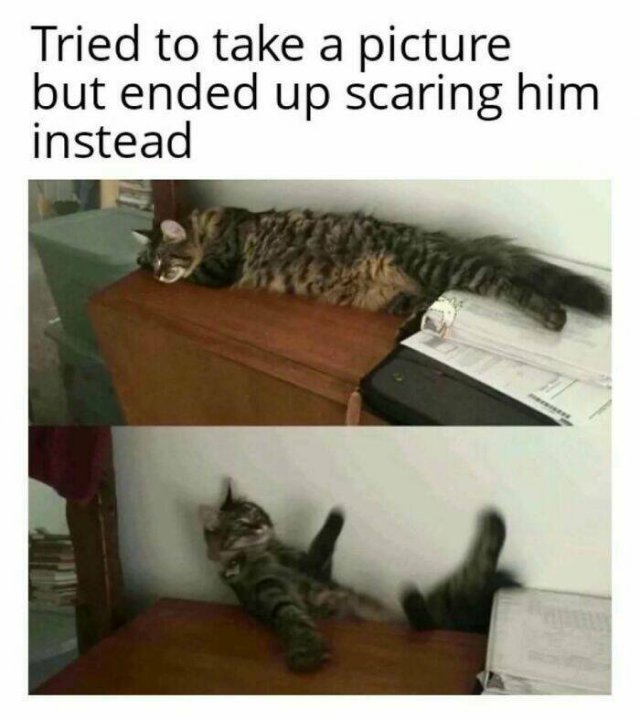 Jokes For Cat Lovers (27 pics)