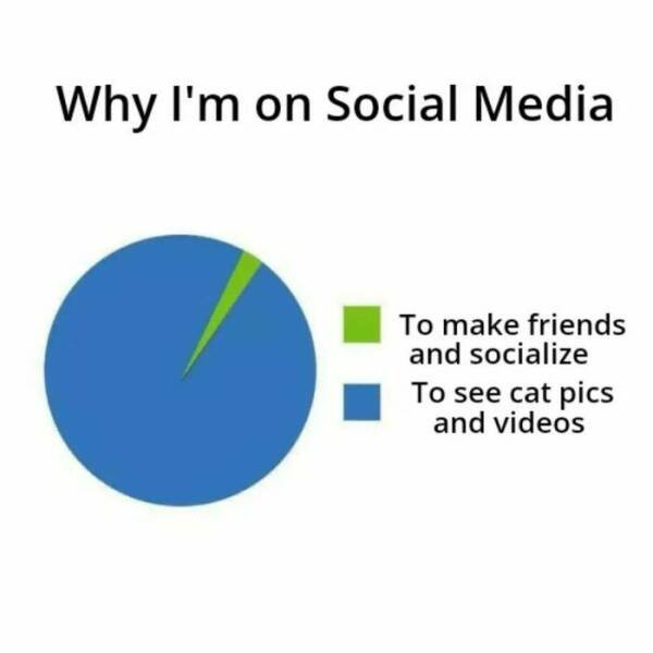Jokes For Cat Lovers (27 pics)
