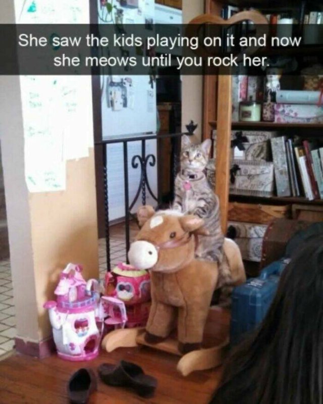 Jokes For Cat Lovers (27 pics)