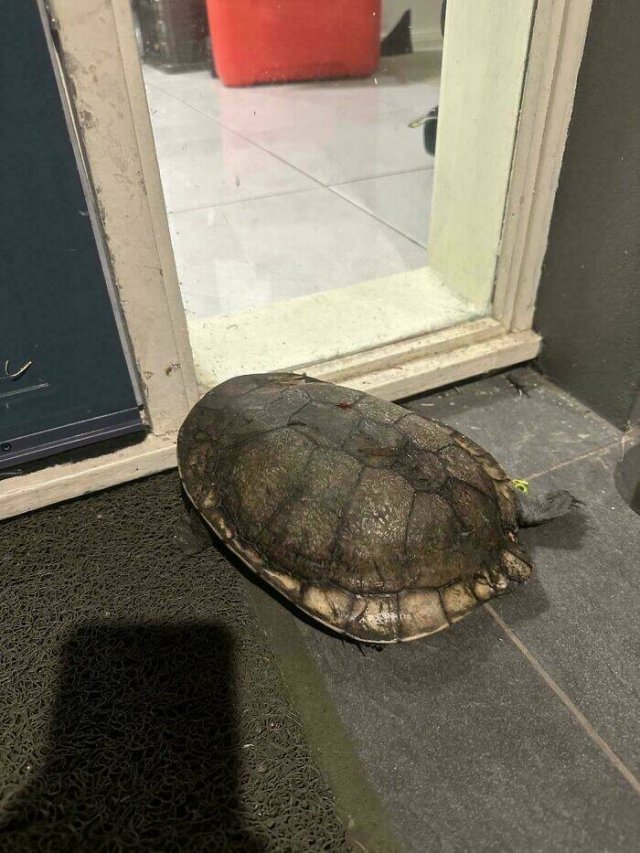 Weird Photos From Australia (19 pics)
