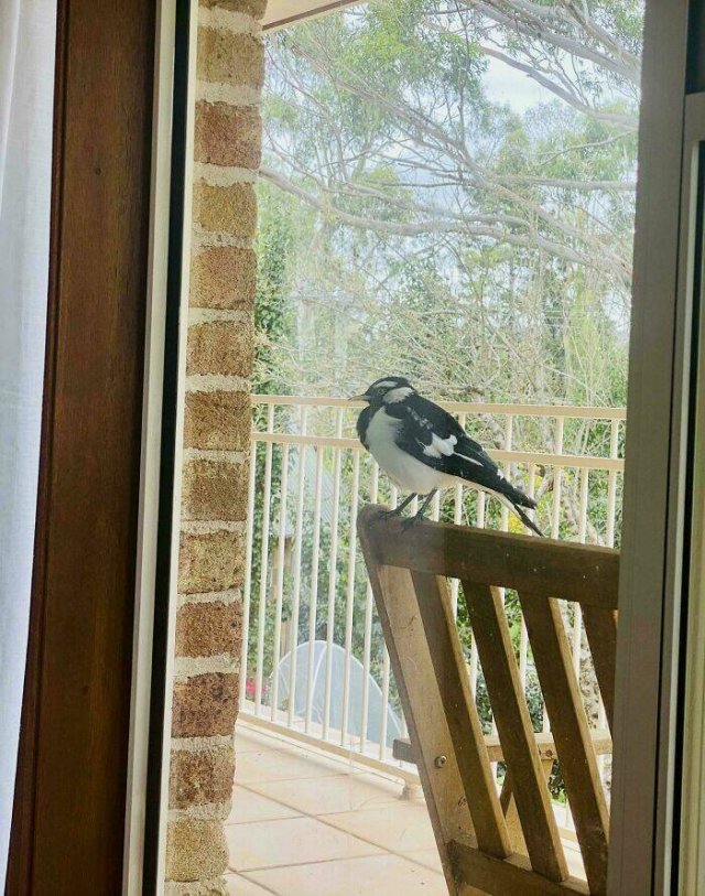 Weird Photos From Australia (19 pics)