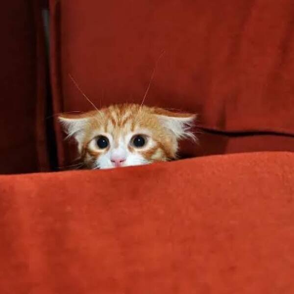 Jokes And Photos For Good Mood (24 pics)