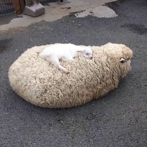 Jokes And Photos For Good Mood (24 pics)